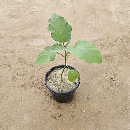 Buy Baigan / Brinjal Plant in 6 inch Nursery Pot Online | Urvann.com