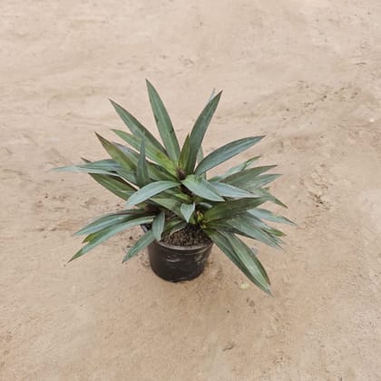 Buy Rhoeo / Durangi in 5 inch Nursery Pot Online | Urvann.com