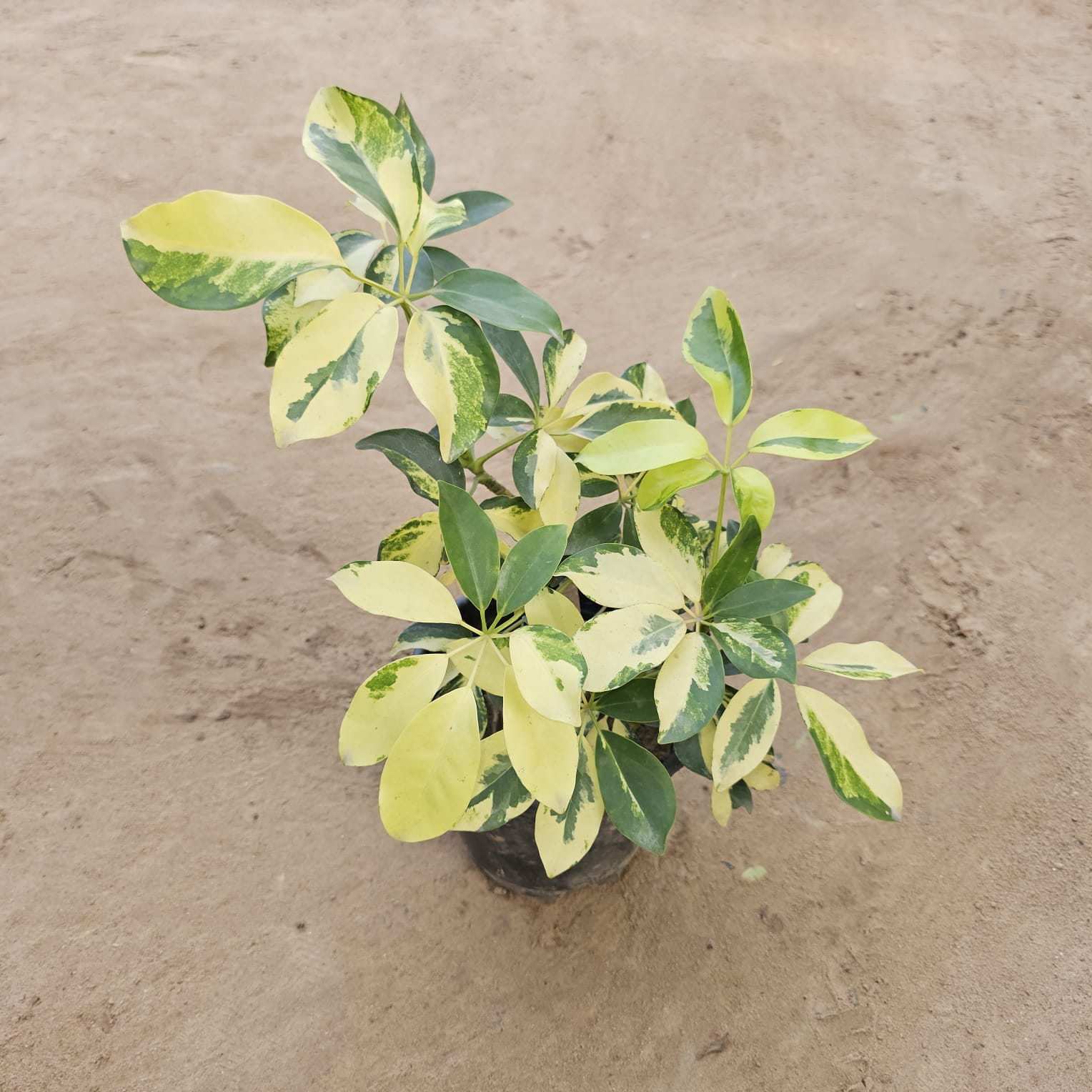 Schefflera High Colour in 6 Inch Nursery Pot