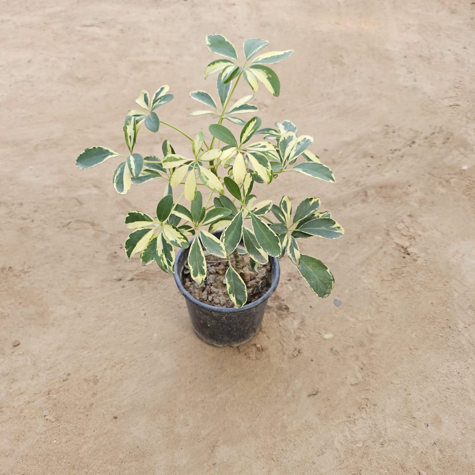 Schefflera Variegated in 6 Inch Nursery Pot