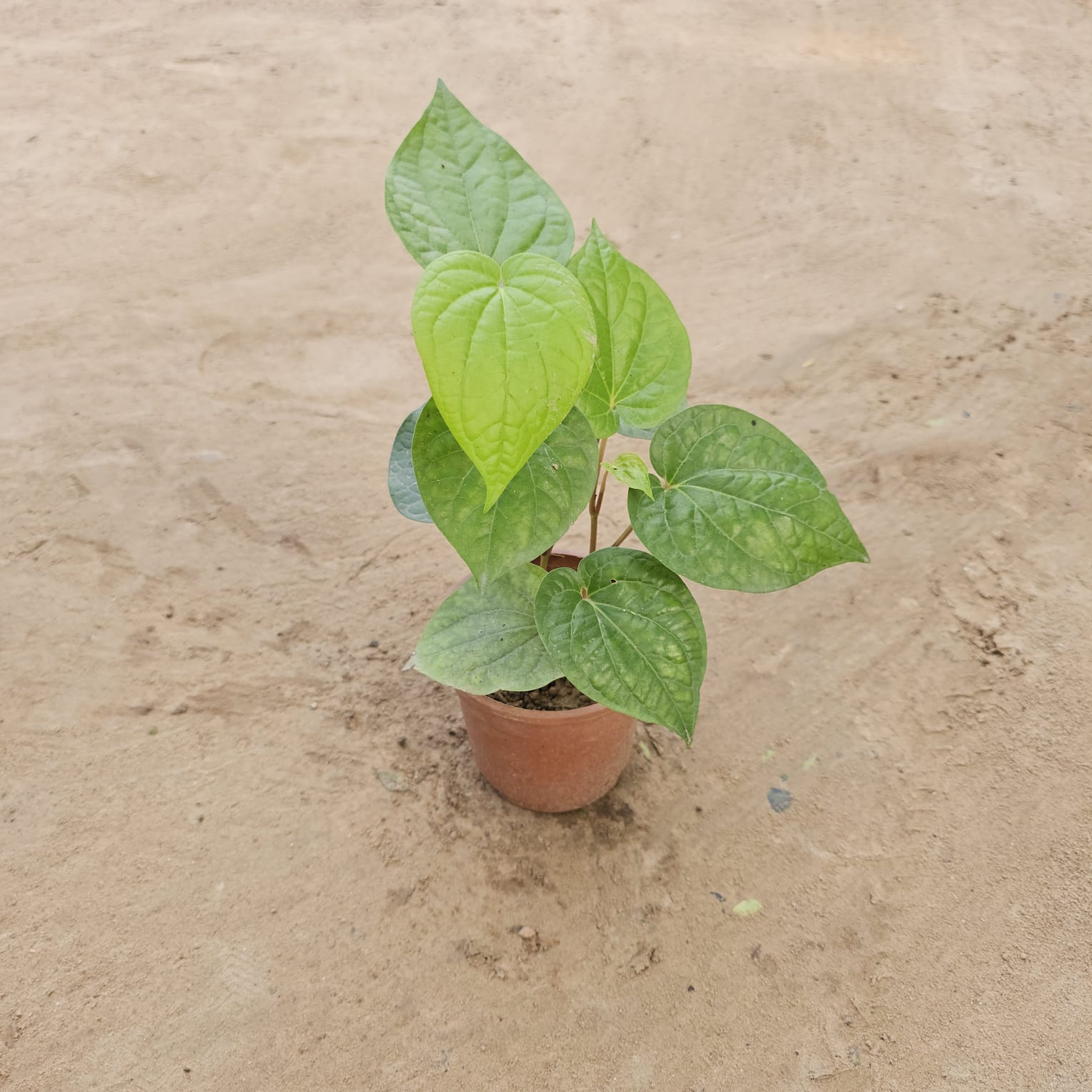 Paan / Betel Leaf in 5 Inch Nursery Pot