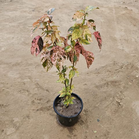 Acalypha Red in 6 Inch Nursery Pot