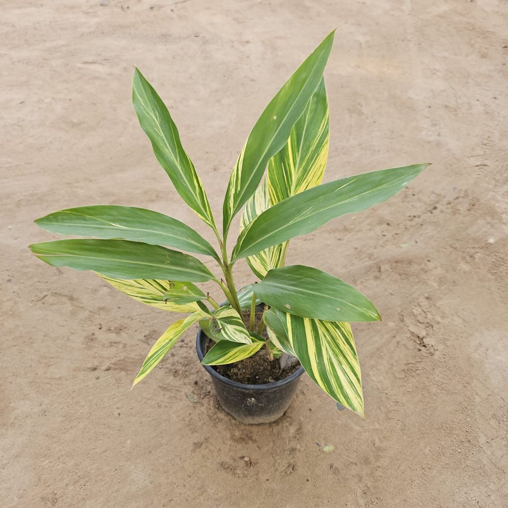 Buy Alpinia Variegated in 6 Inch Nursery Pot Online | Urvann.com Alpinia Variegated in 6 Inch Nursery Pot