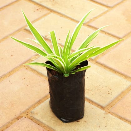 Buy Spider in 4 Inch Nursery Bag Online | Urvann.com