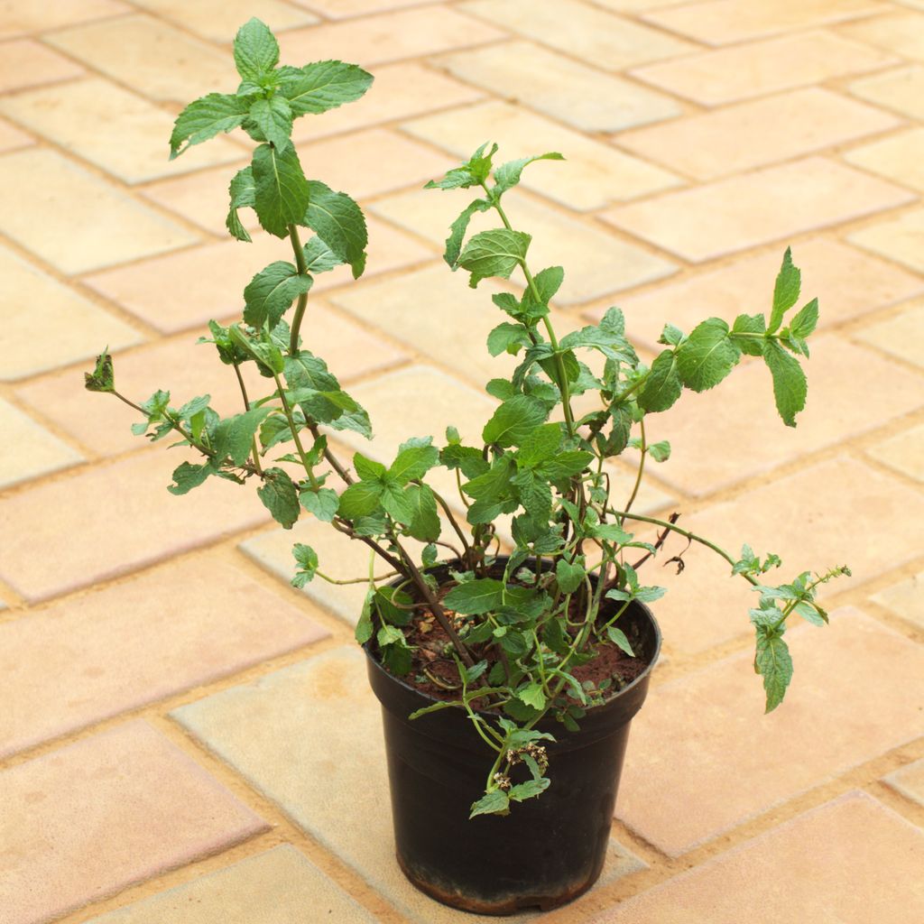 Buy Mint / Pudina in 5 Inch Nursery Pot Online | Urvann.com Mint / Pudina in 5 Inch Nursery Pot
