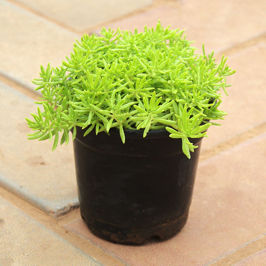 Buy Sedum Yellow Succulent in 4 Inch Nursery Pot Online | Urvann.com Sedum Yellow Succulent in 4 Inch Nursery Pot