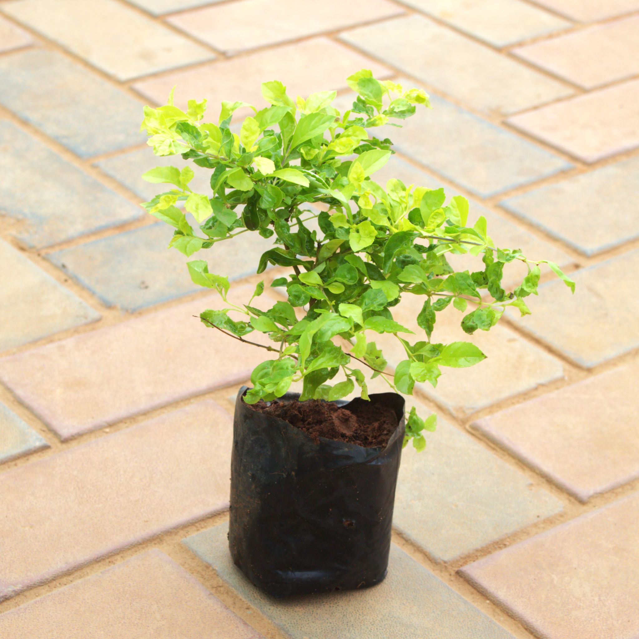 Duranta in 4 Inch Nursery Bag