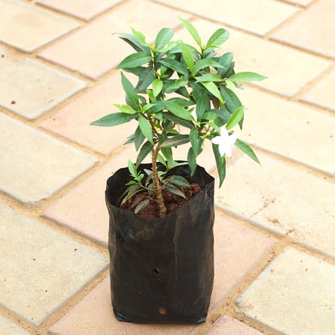 Chandni (Any Colour) in 4 Inch Nursery Pot