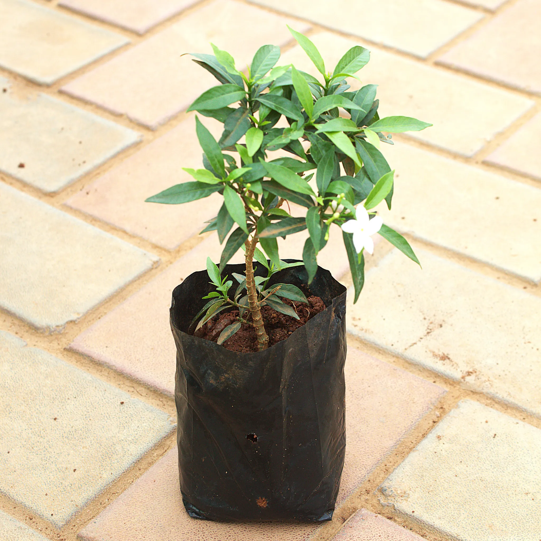 Chandni (Any Colour) in 4 Inch Nursery Pot