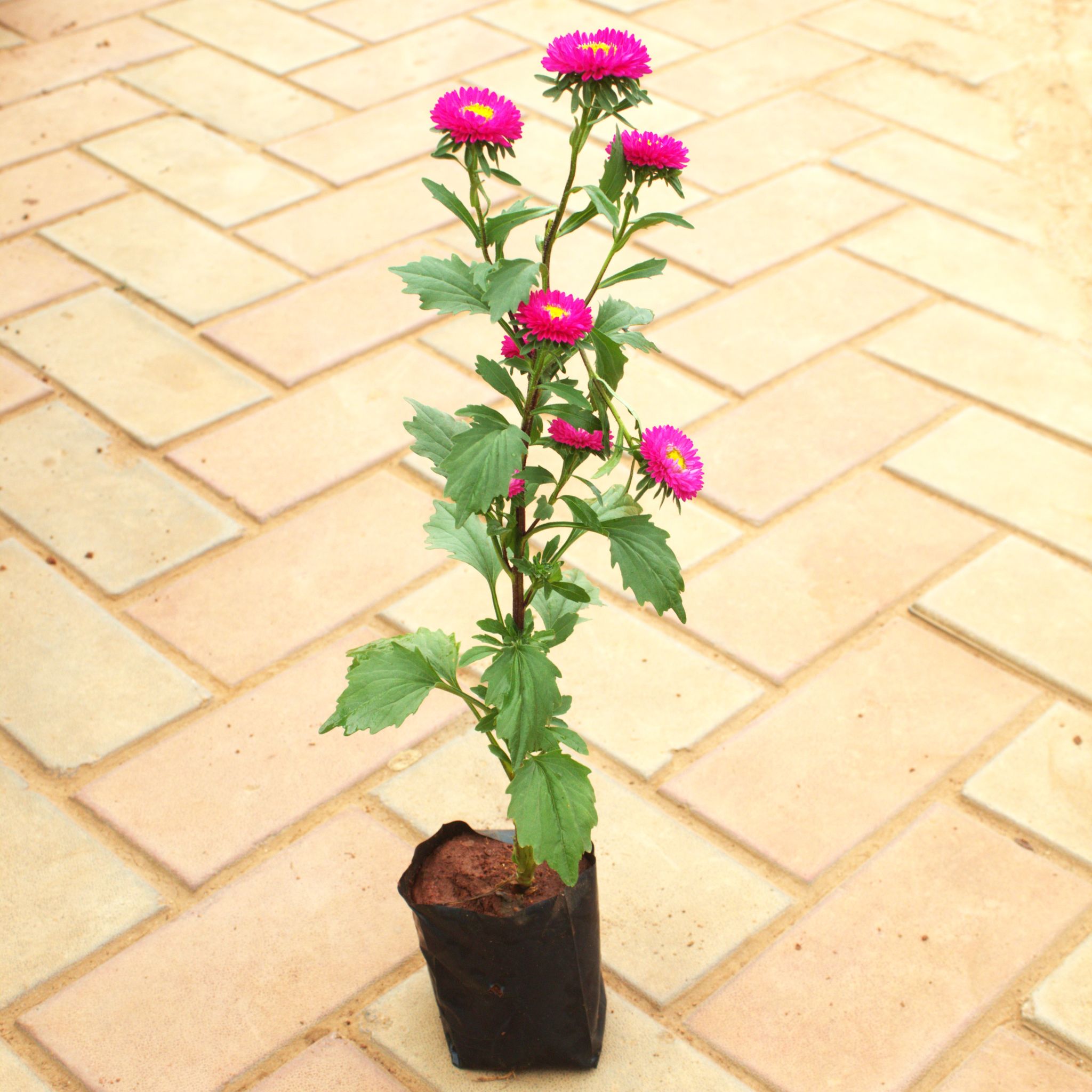 Globe Amaranth (Any Colour) in 4 Inch Nursery Bag