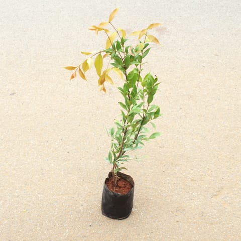 Pride of India / Lagerstroemia / Crepe Myrtle (Any Colour) in 4 Inch Nursery Bag