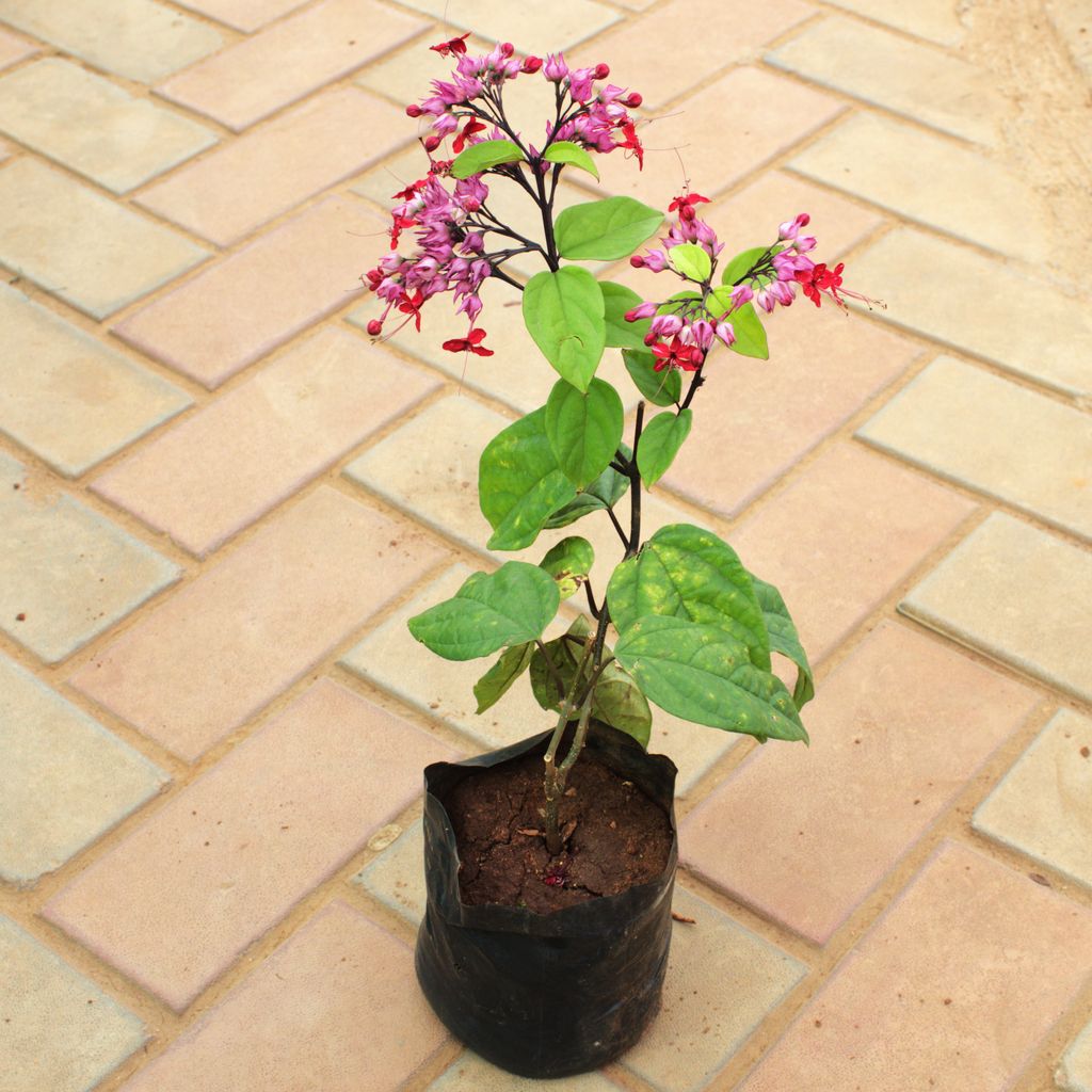 Buy Bleeding Heart (Any Colour) in 5 Inch Nursery Bag Online | Urvann.com Bleeding Heart (Any Colour) in 5 Inch Nursery Bag