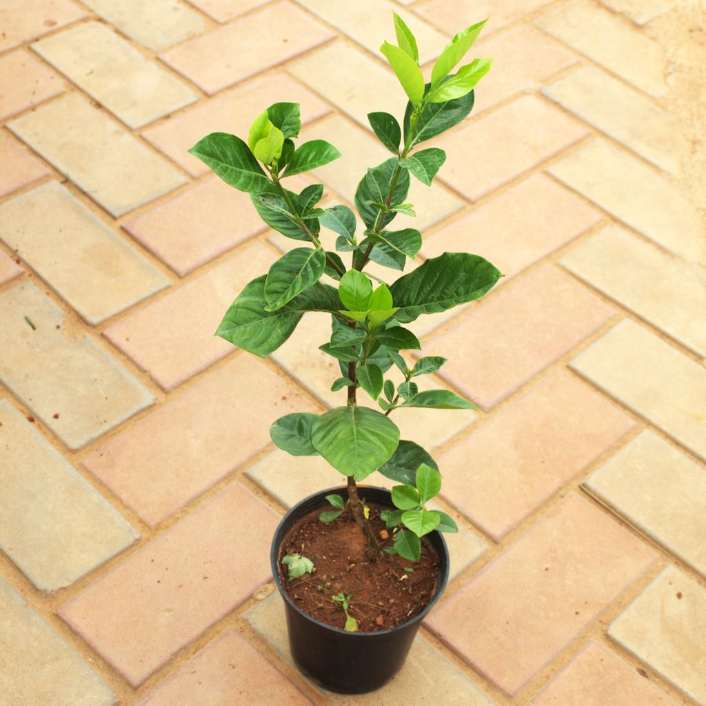 Buy Gandhraaj / Gardenia (Any Colour) in 5 Inch Nursery Pot Online | Urvann.com Gandhraaj / Gardenia (Any Colour) in 5 Inch Nursery Pot