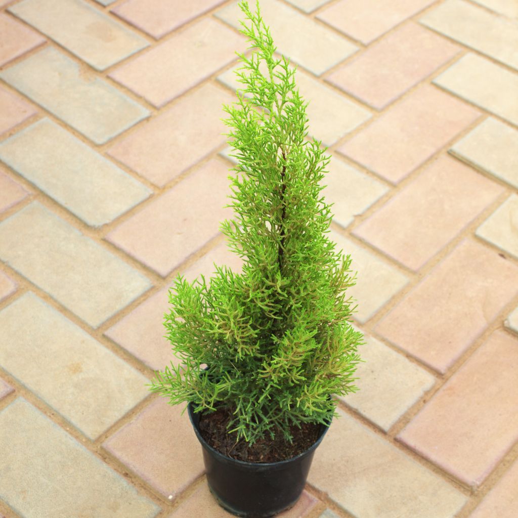 Buy Cypress Lemon in 5 Inch Nursery Pot Online | Urvann.com Cypress Lemon in 5 Inch Nursery Pot