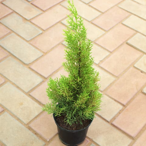 Cypress Lemon in 5 Inch Nursery Pot