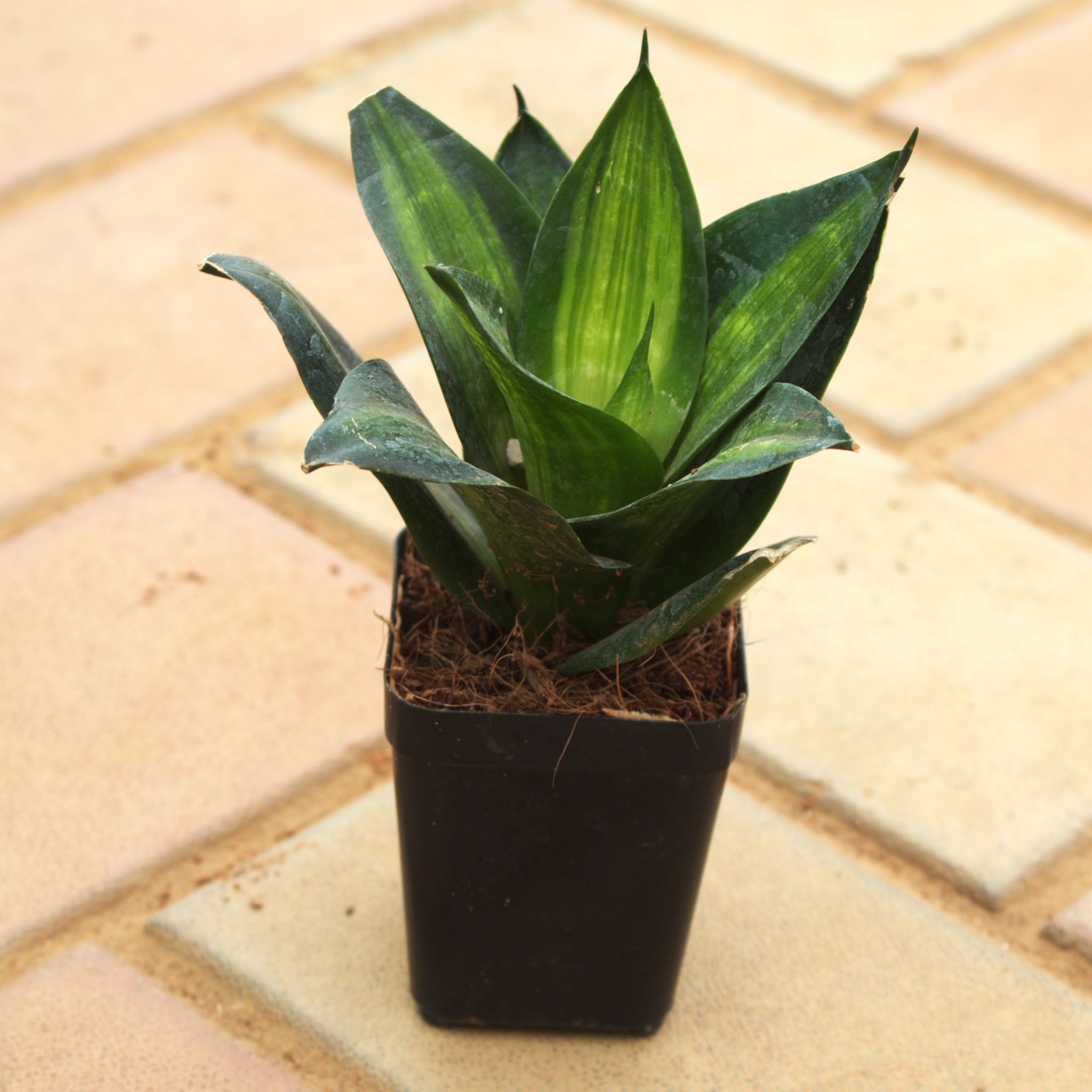 Snake Green in 3 Inch Nursery Pot