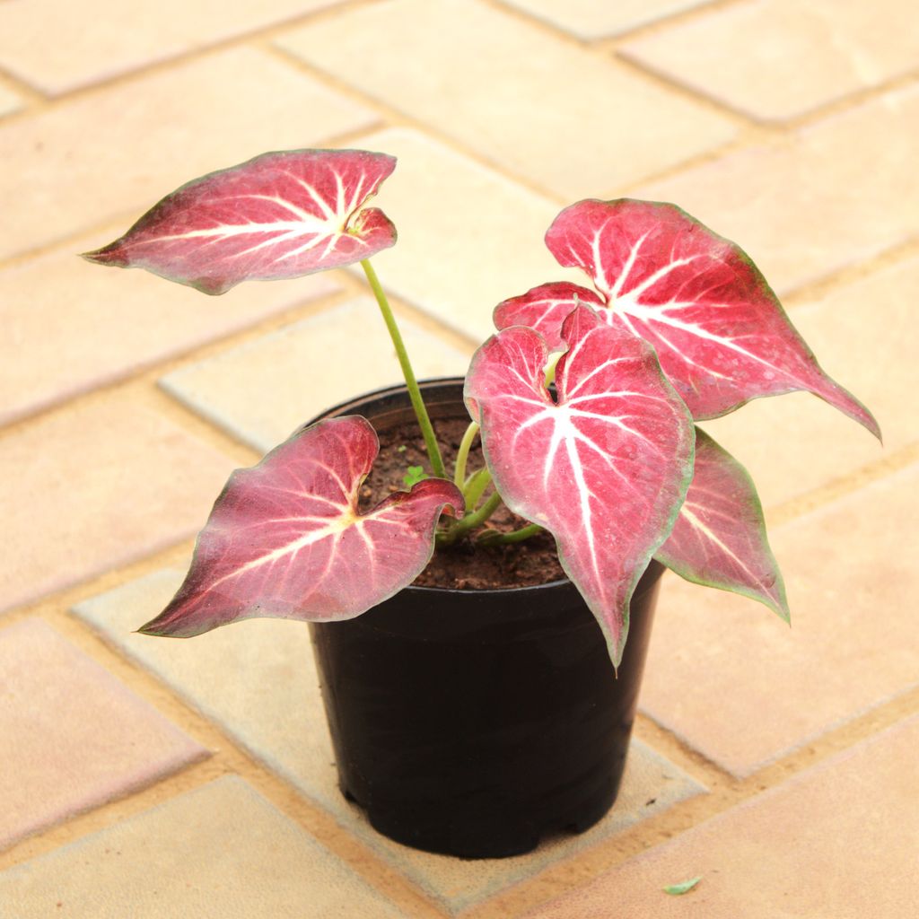 Buy Caladium Red Tip in 5 Inch Nursery Pot Online | Urvann.com Caladium Red Tip in 5 Inch Nursery Pot