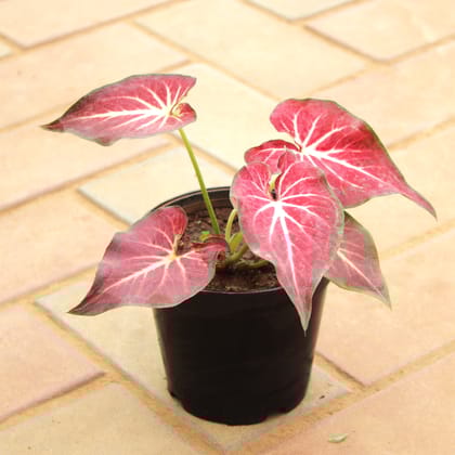 Buy Caladium Red Tip in 5 Inch Nursery Pot Online | Urvann.com