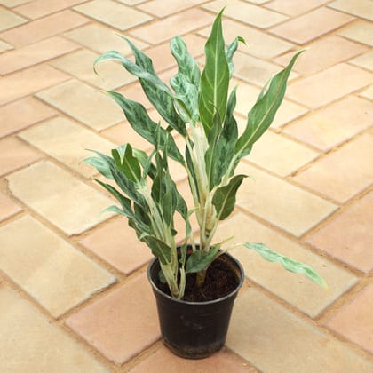 Buy Aglaonema Silver Queen in 6 Inch Nursery Pot Online | Urvann.com