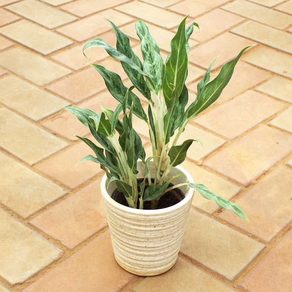 Buy Aglaonema Silver Queen in 6 Inch White Textured Cup Designer Ceramic Pot Online | Urvann.com Aglaonema Silver Queen in 6 Inch White Textured Cup Designer Ceramic Pot