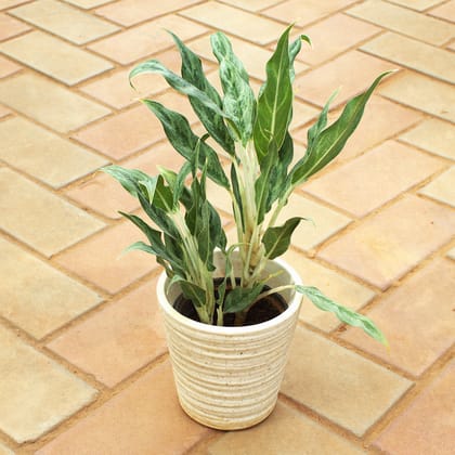 Buy Aglaonema Silver Queen in 6 Inch White Textured Cup Designer Ceramic Pot Online | Urvann.com