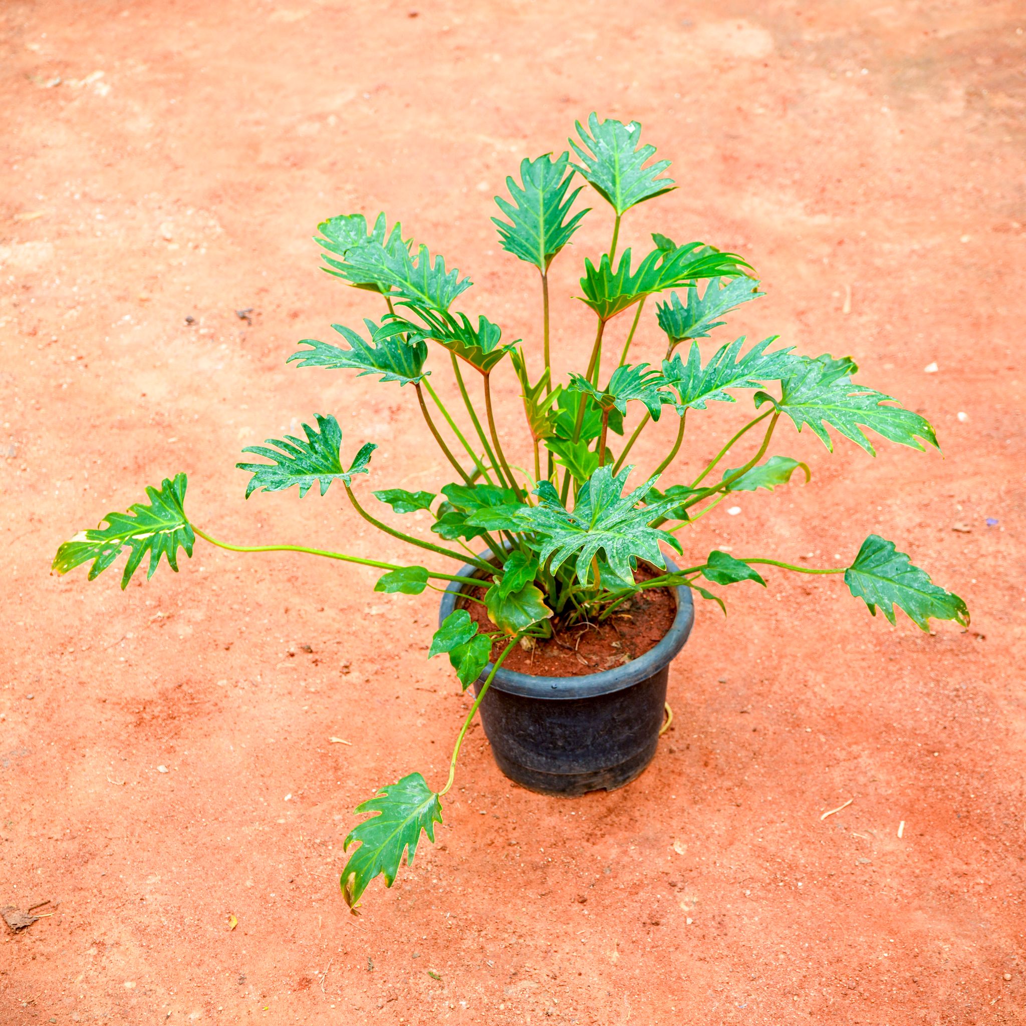 Xanadu Green in 8 Inch Nursery Pot