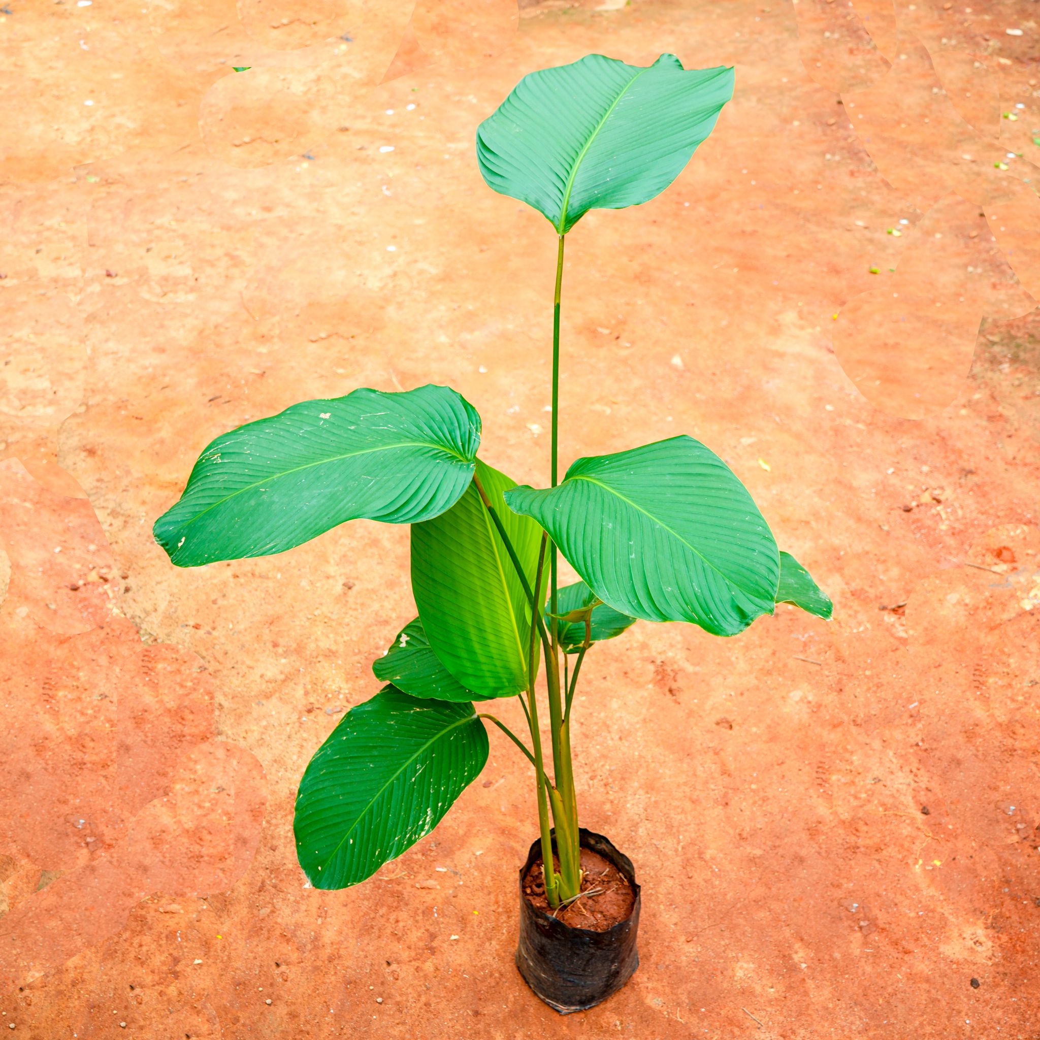 Calathea Luthra (~ 4 Ft) in 10 Inch Nursery Bag