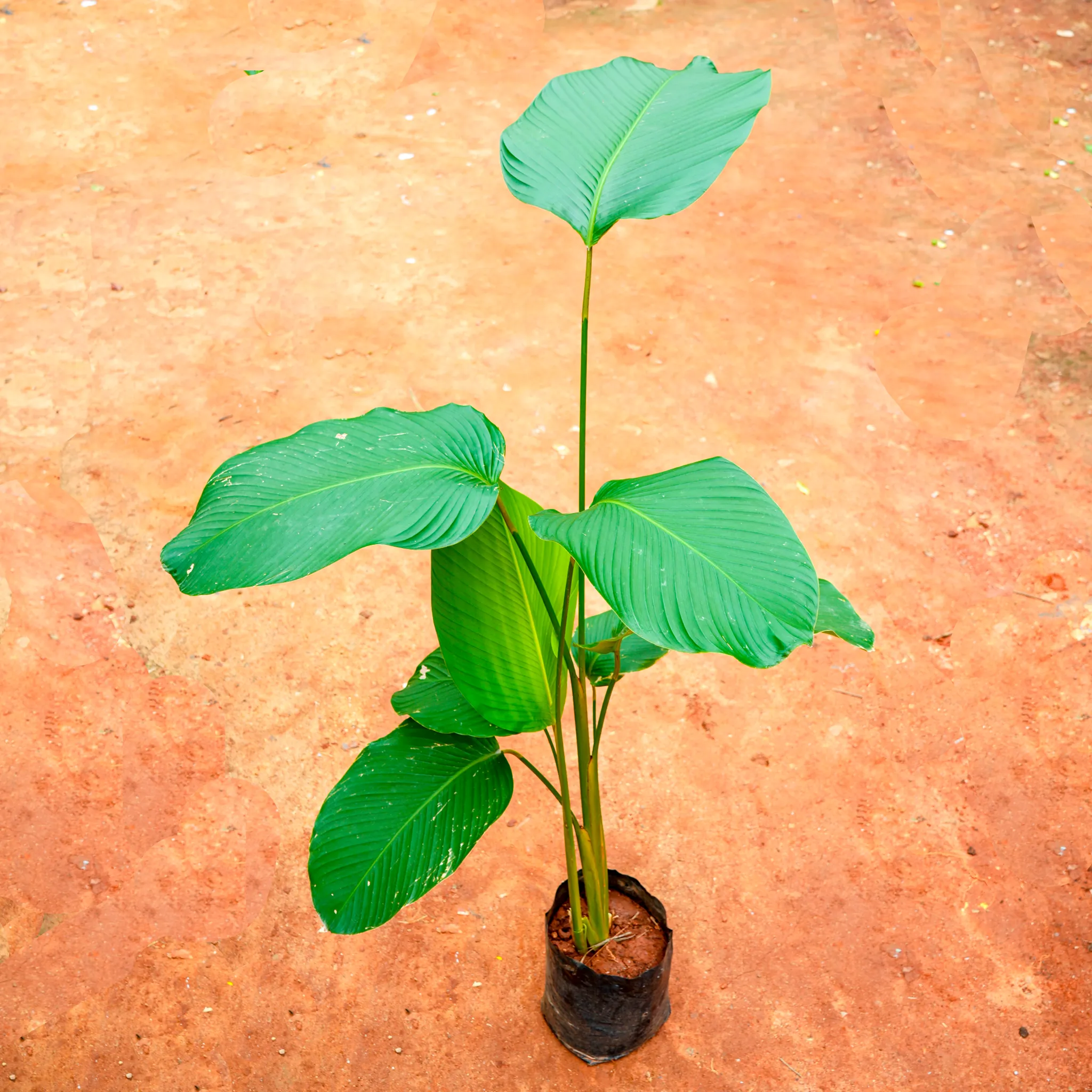 Calathea Luthra (~ 4 Ft) in 10 Inch Nursery Bag
