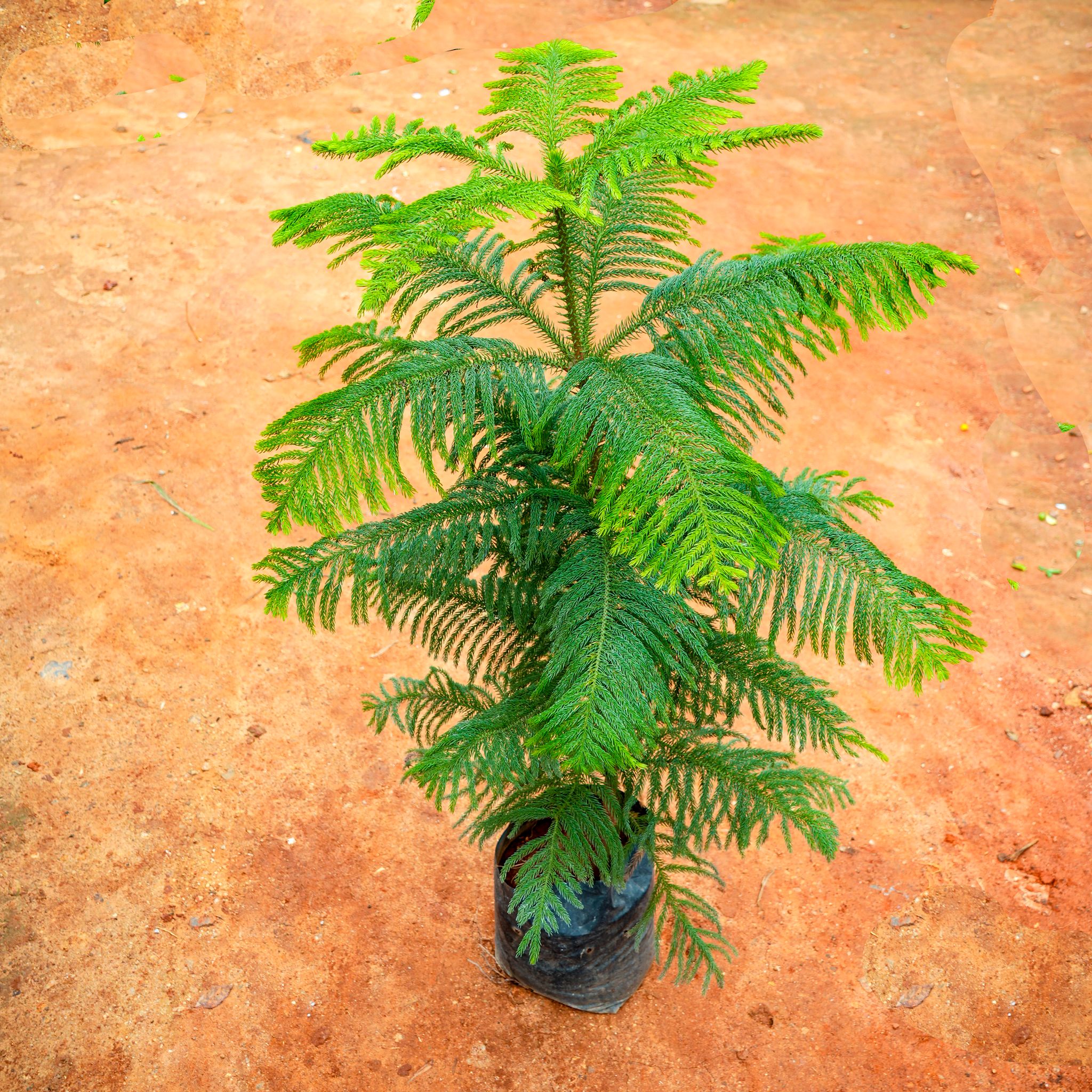 Araucaria / Christmas Tree (~ 4 Ft) in 10 Inch Nursery Bag