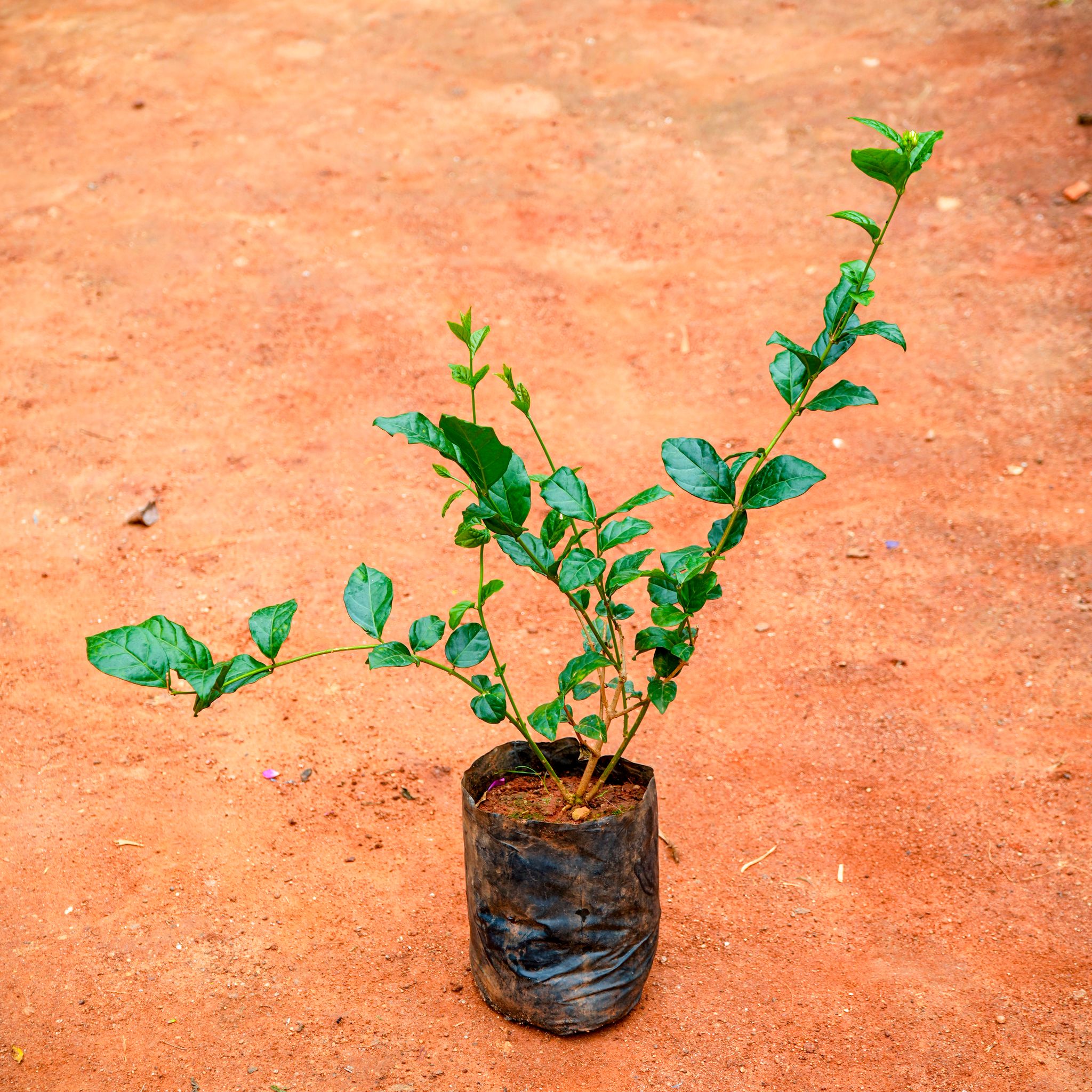 Mogra / Jasmine in 4 Inch Nursery Bag