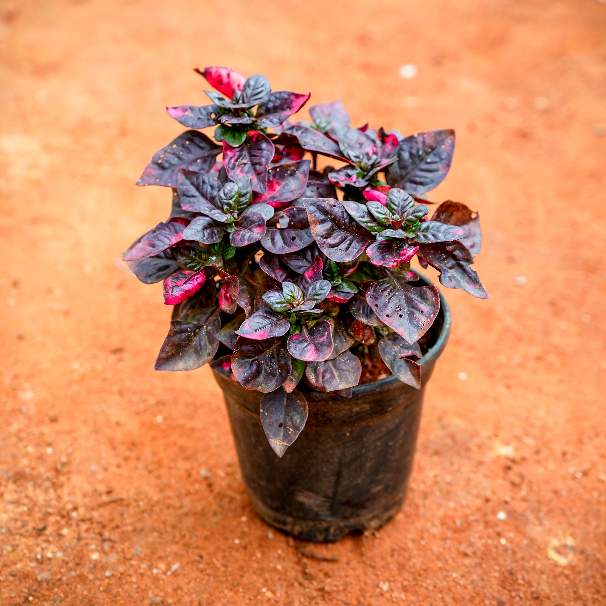 Alternanthera Red in 4 Inch Nursery Pot