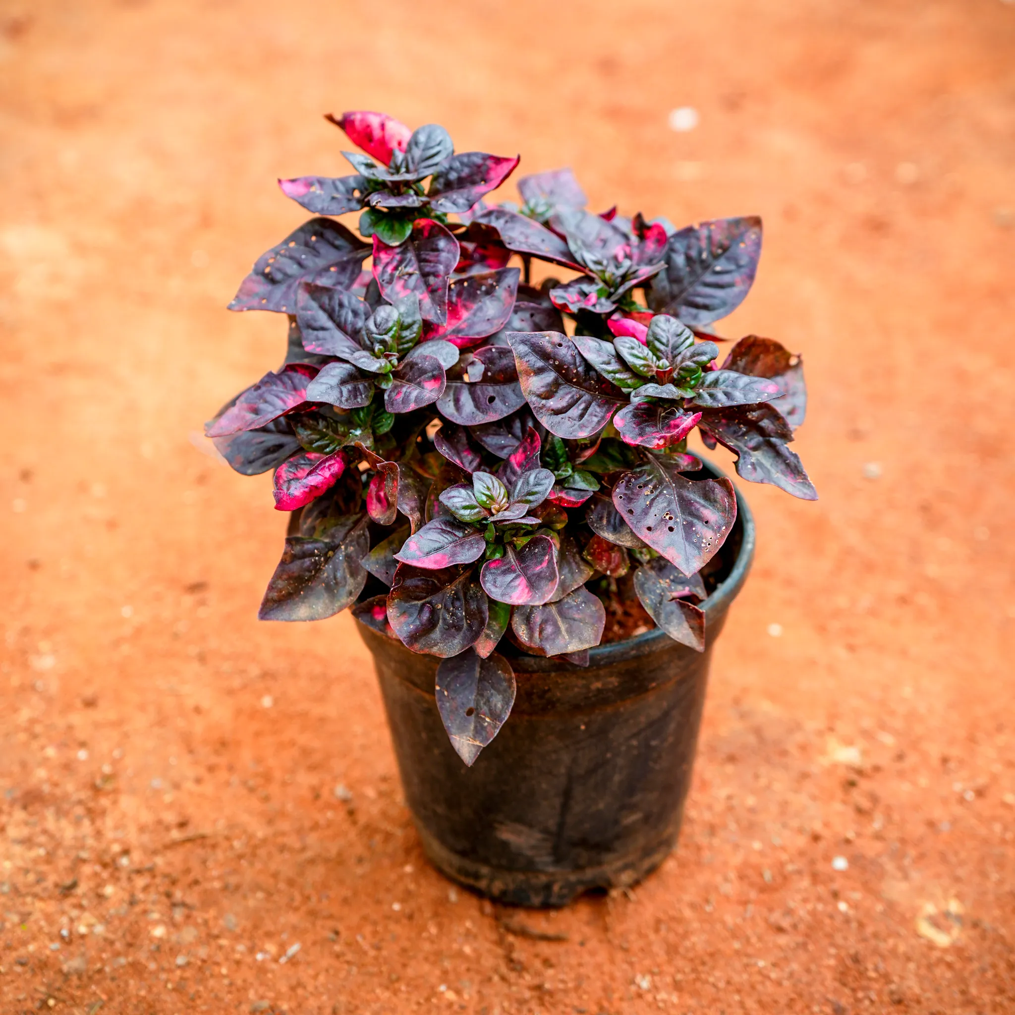 Alternanthera Red in 4 Inch Nursery Pot