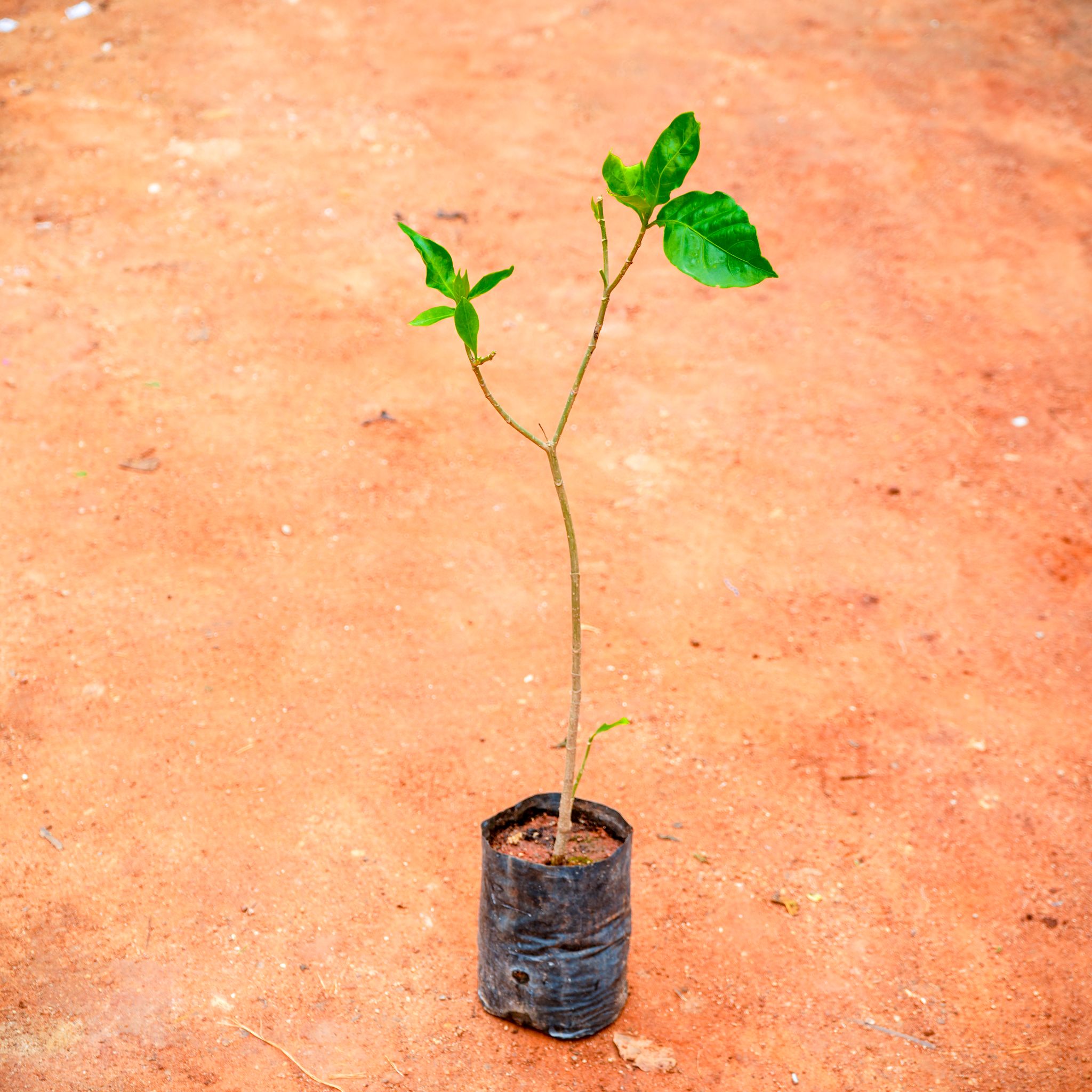 Chandni / Nandi Batalu in 4 Inch Nursery Bag
