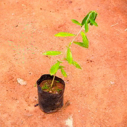 Parda Bel / Curtain Creeper in 4 Inch Nursery Bag