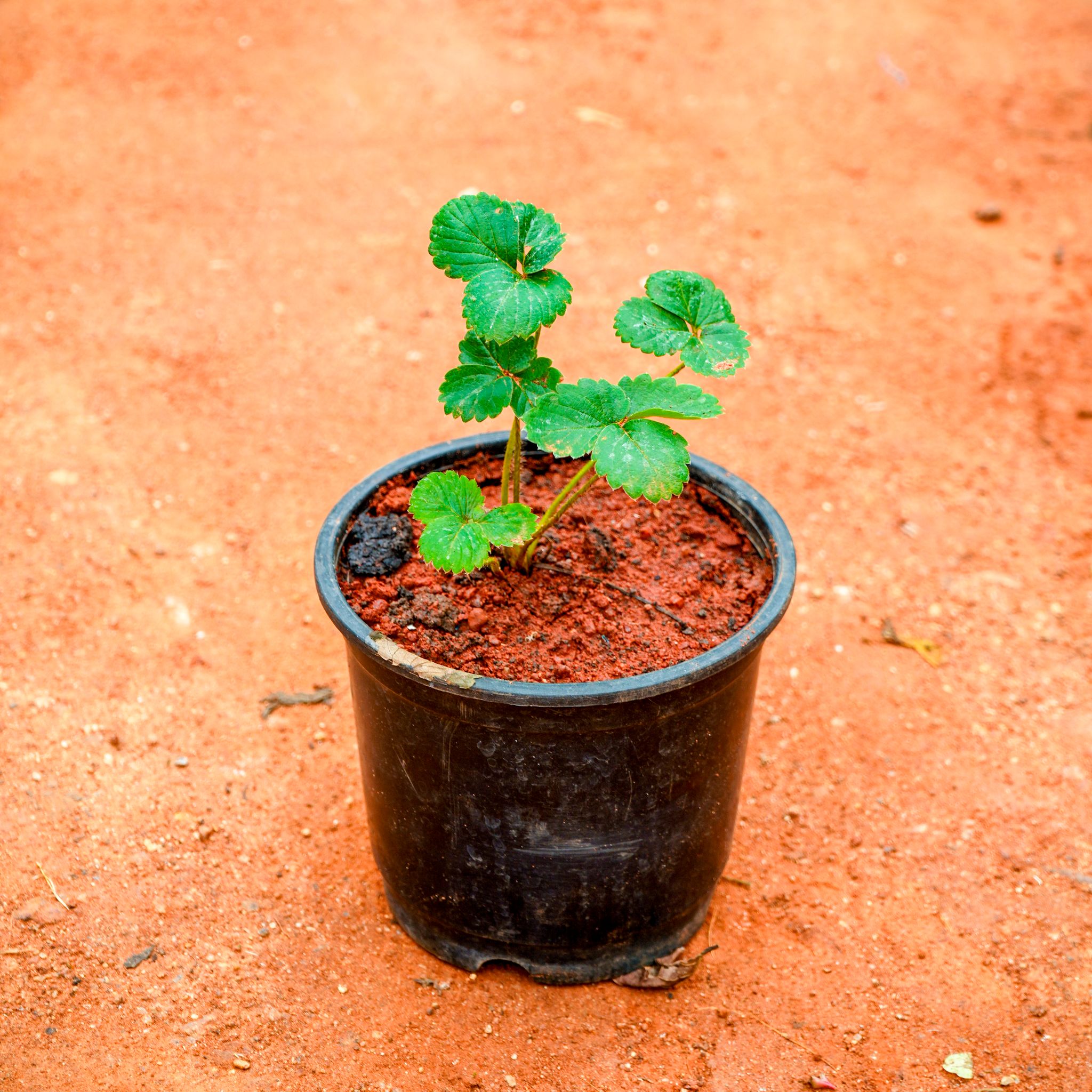 Strawberry Plant in 5 Inch Nursery Pot