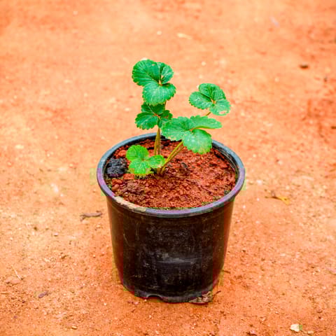 Strawberry Plant in 5 Inch Nursery Pot
