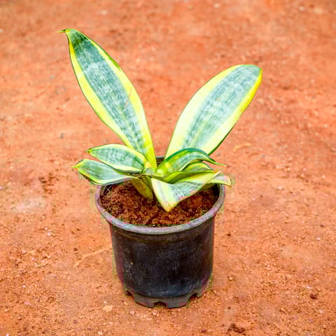 Snake Dwarf Variegated in 3 Inch Nursery Pot