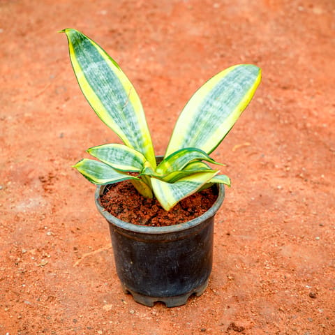 Snake Dwarf Variegated in 3 Inch Nursery Pot