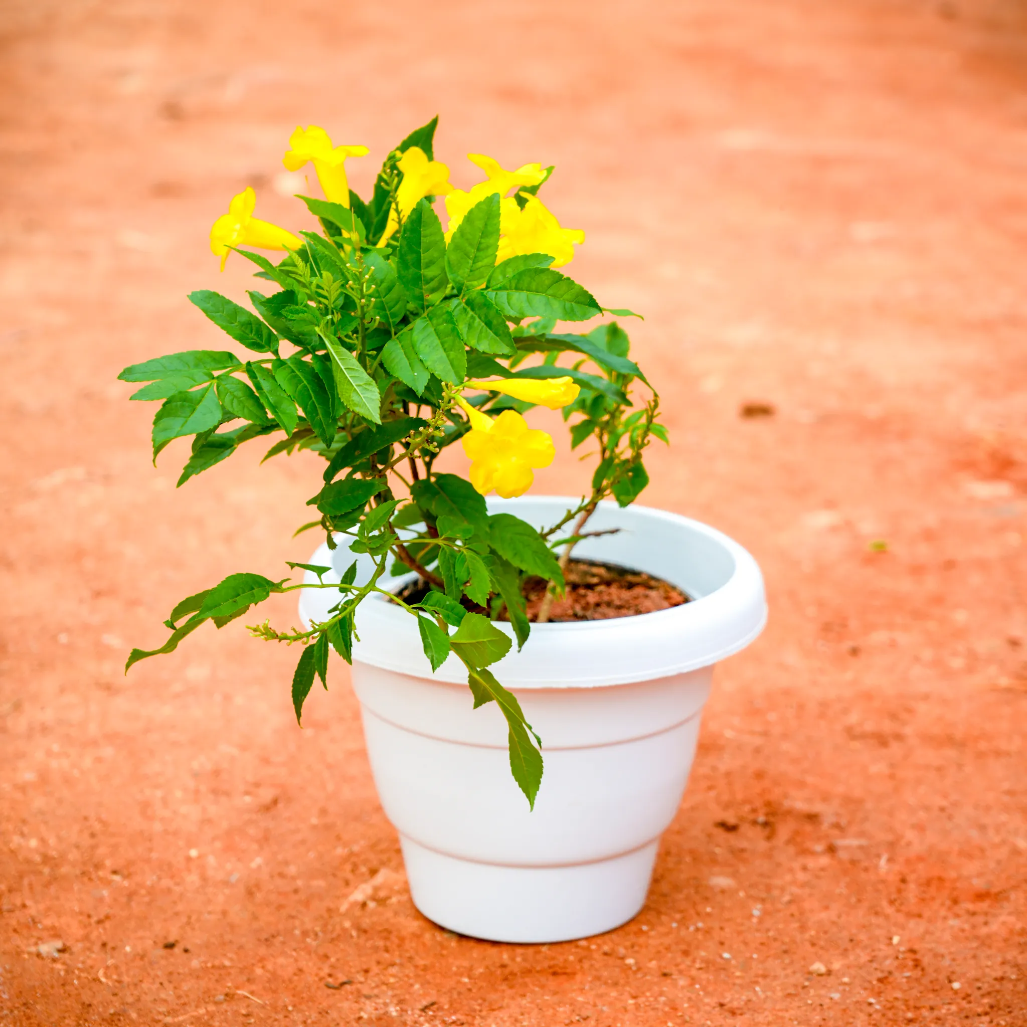 Tecoma Yellow Dwarf in 8 Inch White Classy Plastic Pot