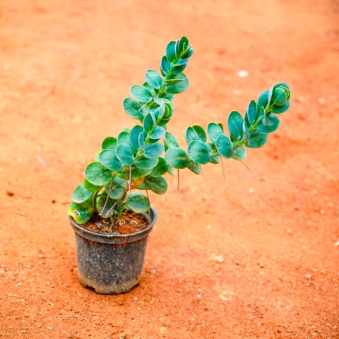 Kalanchoe Marnieriana Succulent in 3 Inch Nursery Pot