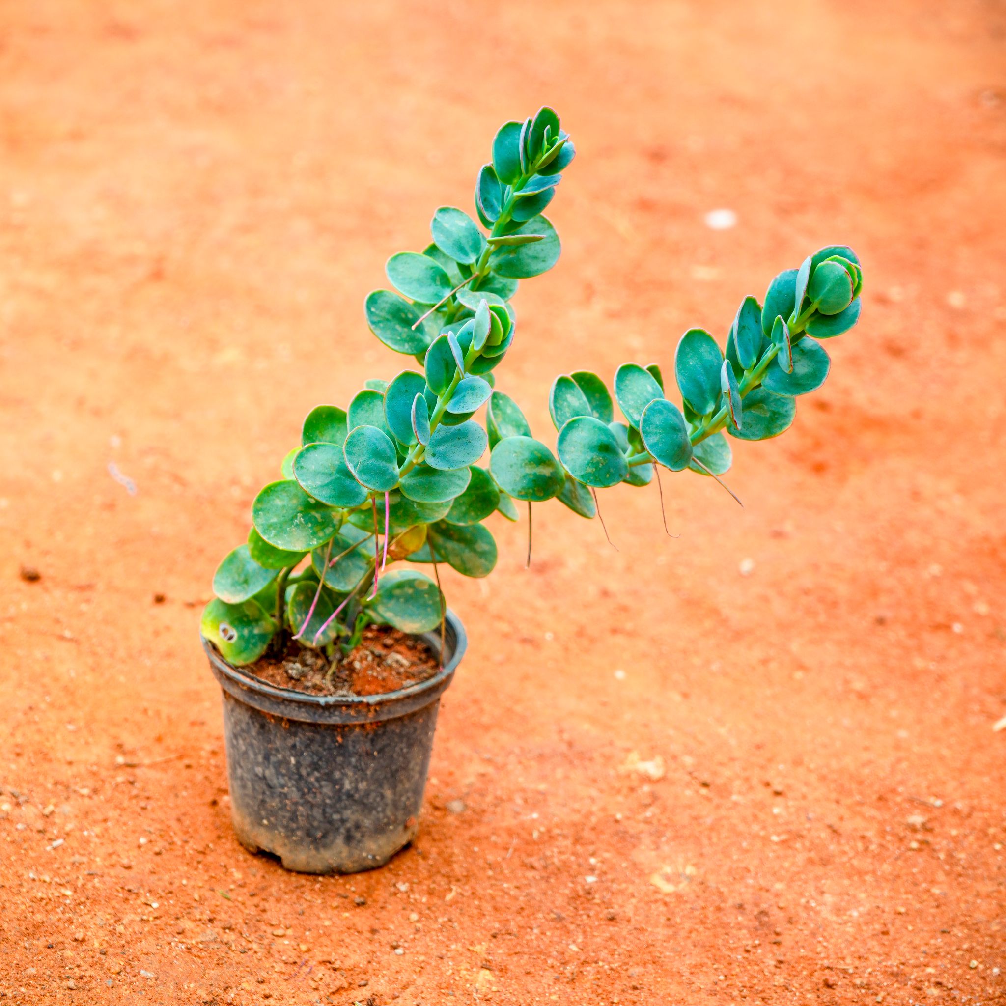 Kalanchoe Marnieriana Succulent in 3 Inch Nursery Pot