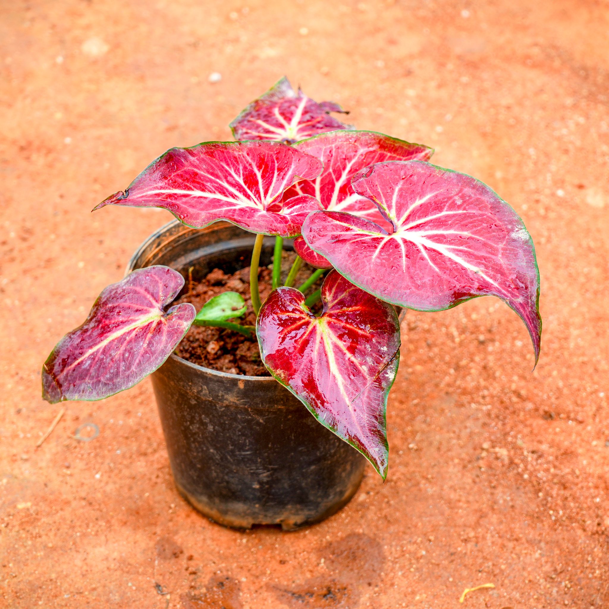 Caladium / Heart Of Jesus Red Tip in 5 Inch Nursery Pot