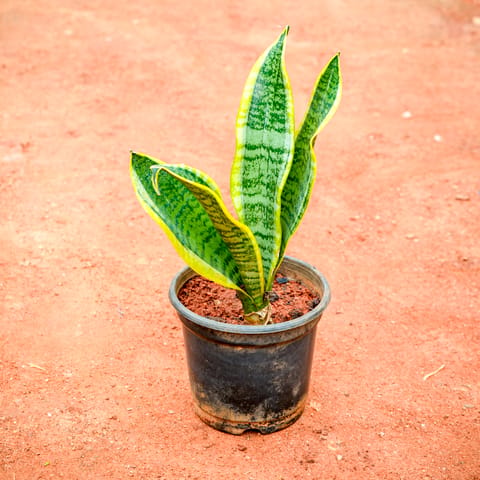 Snake Green Long ~ 1 Ft in 5 Inch Nursery Pot