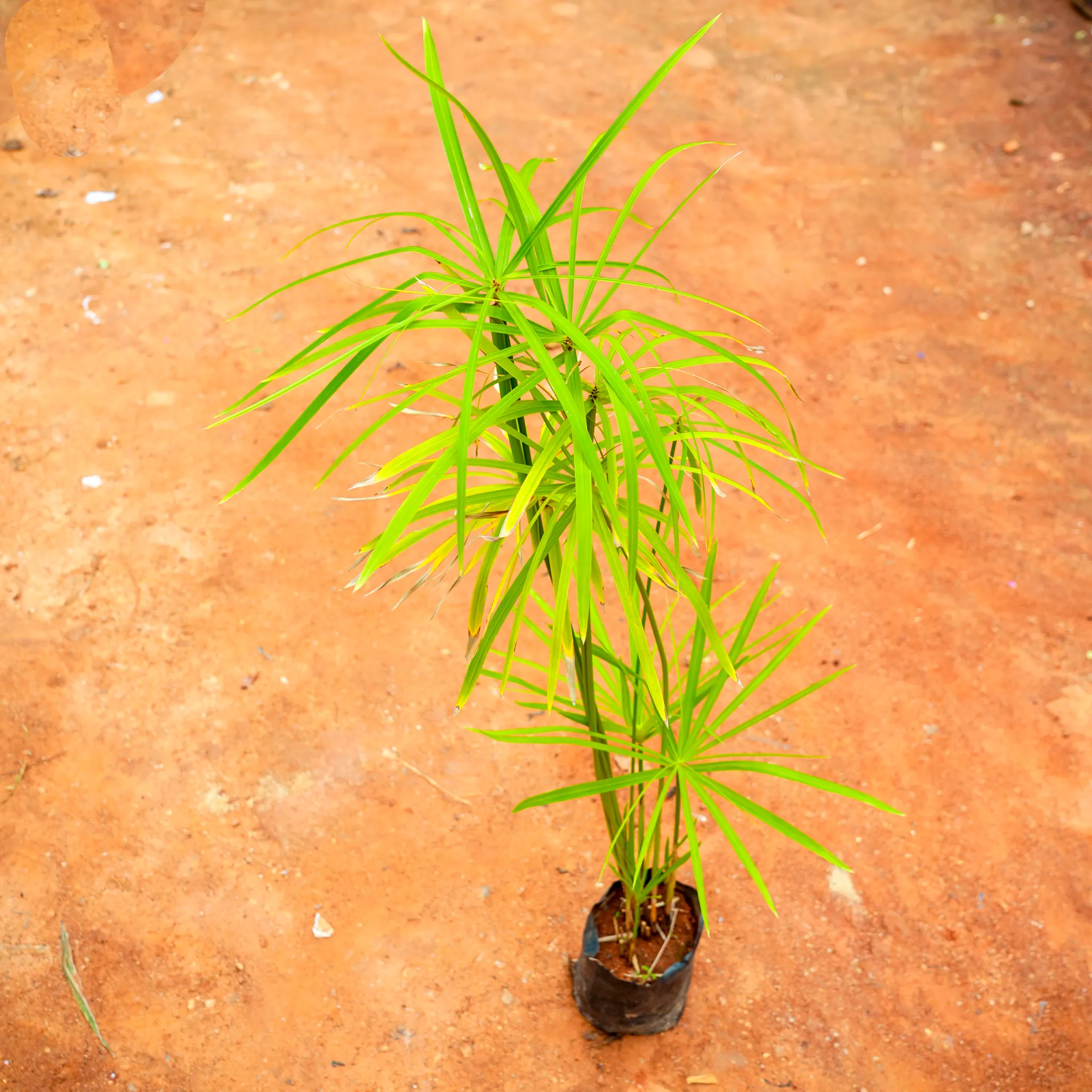 Umbrella Palm (~ 3 Ft) in 4 Inch Nursery Bag