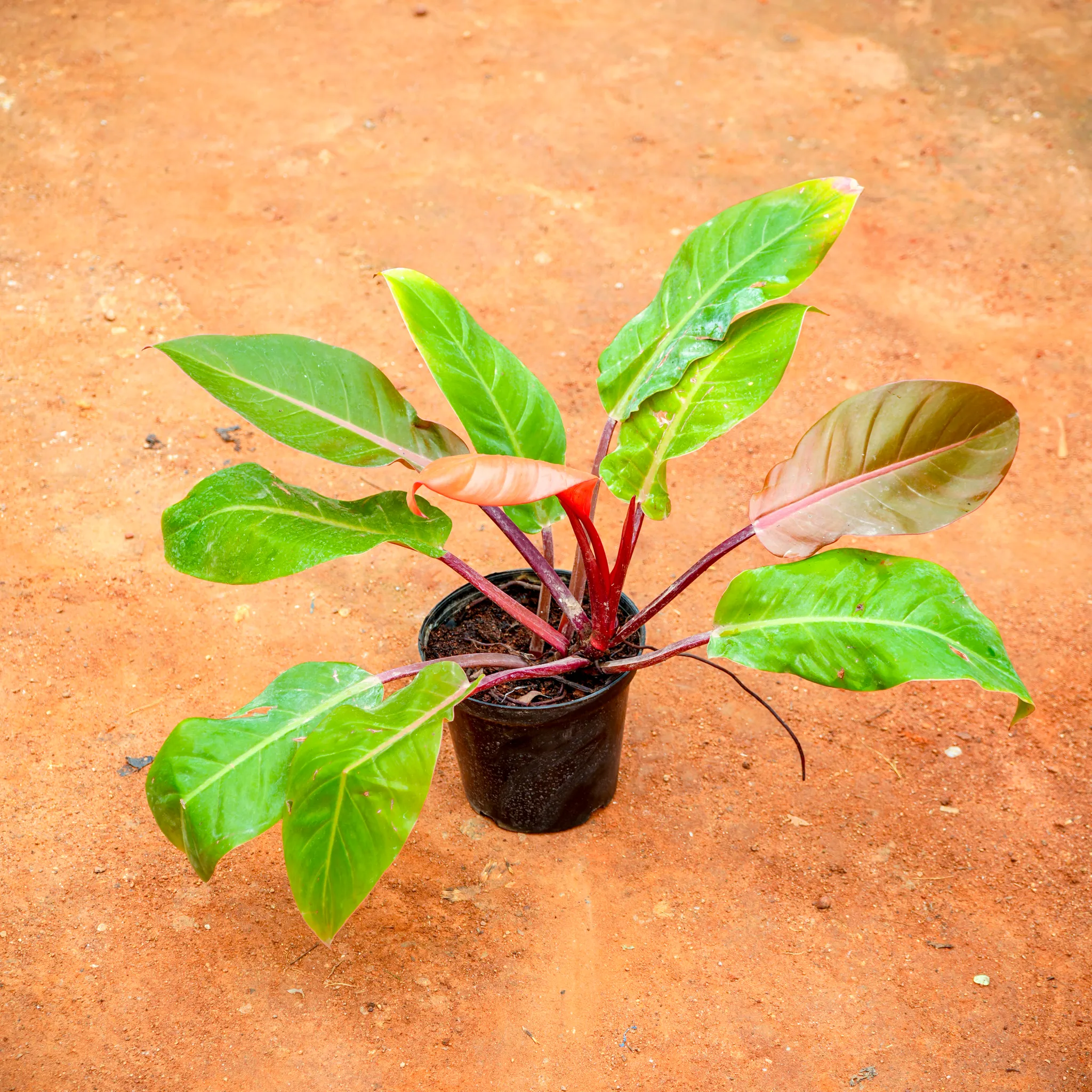 Philodendron Congo in 5 Inch Nursery Pot