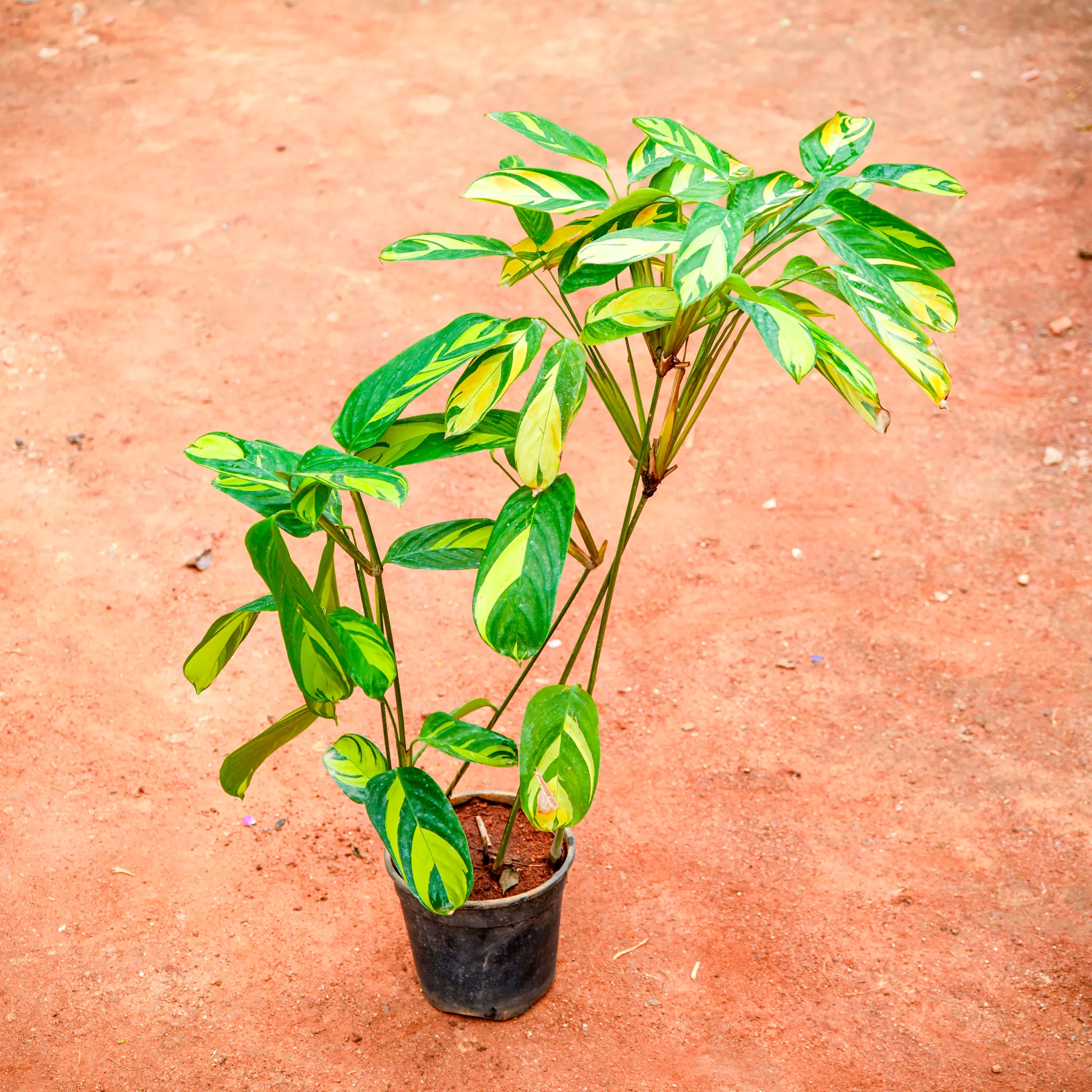 Calathea Maranta / Zebrina in 6 Inch Nursery Pot