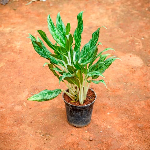 Aglaonema Chinese Evergreen in 5 Inch Nursery Pot