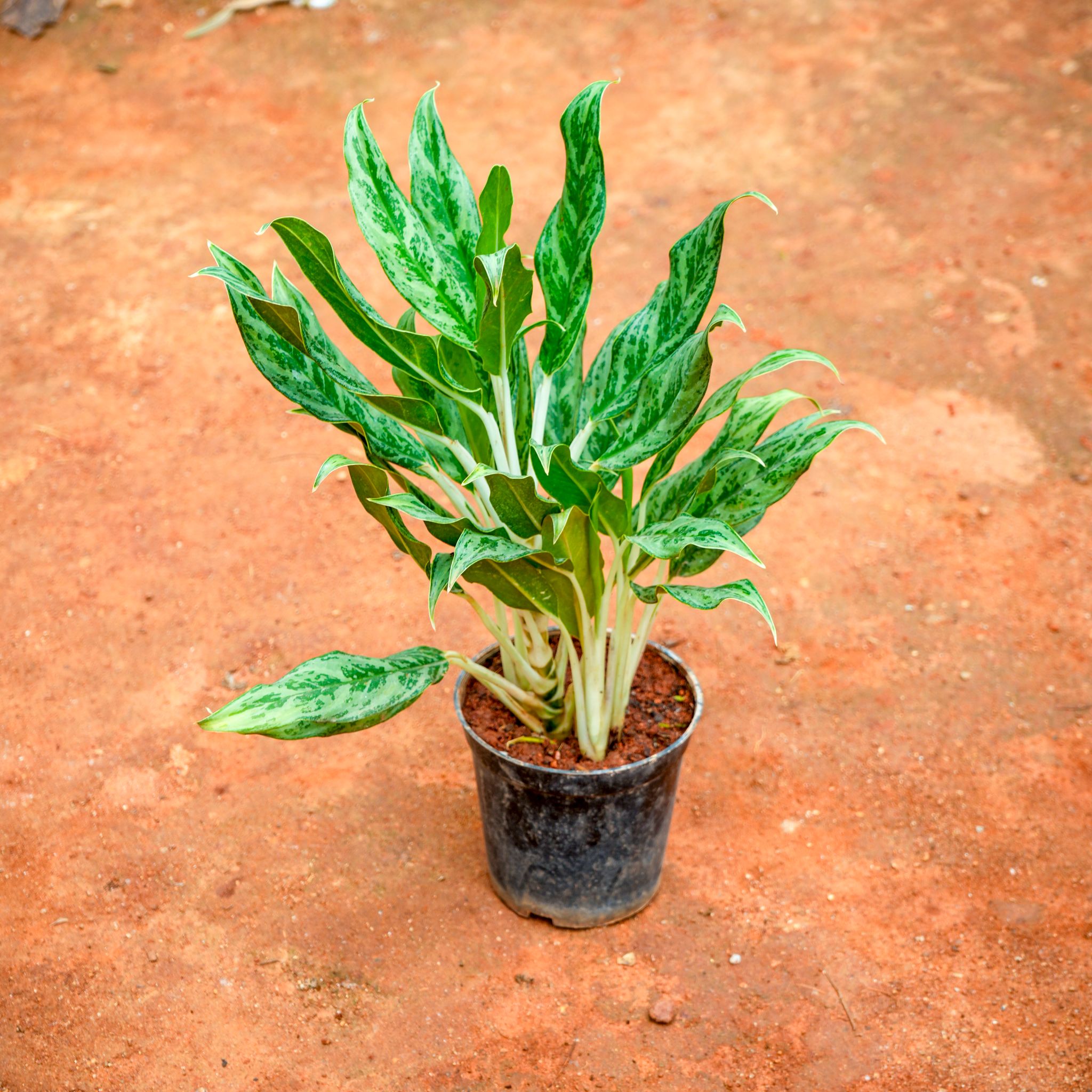 Aglaonema Chinese Evergreen in 5 Inch Nursery Pot