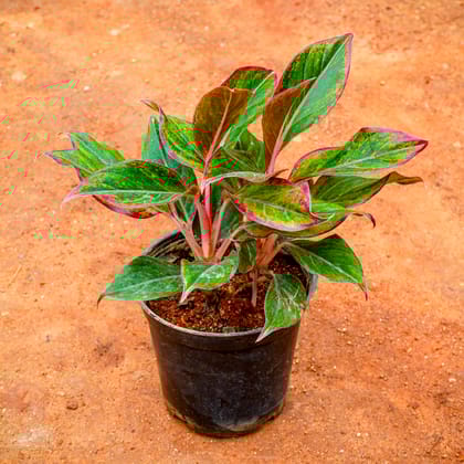 Buy Aglaonema Lipstick in 5 Inch Nursery Pot Online | Urvann.com