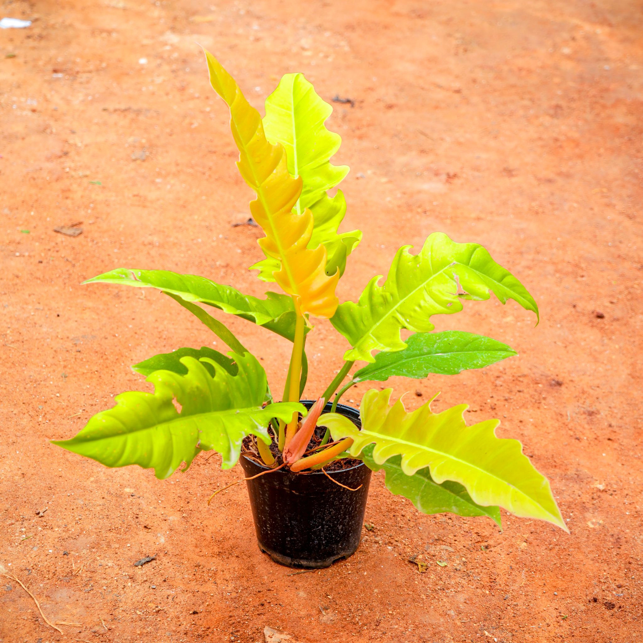 Philodendron Golden Crocodile in 5 Inch Nursery Pot